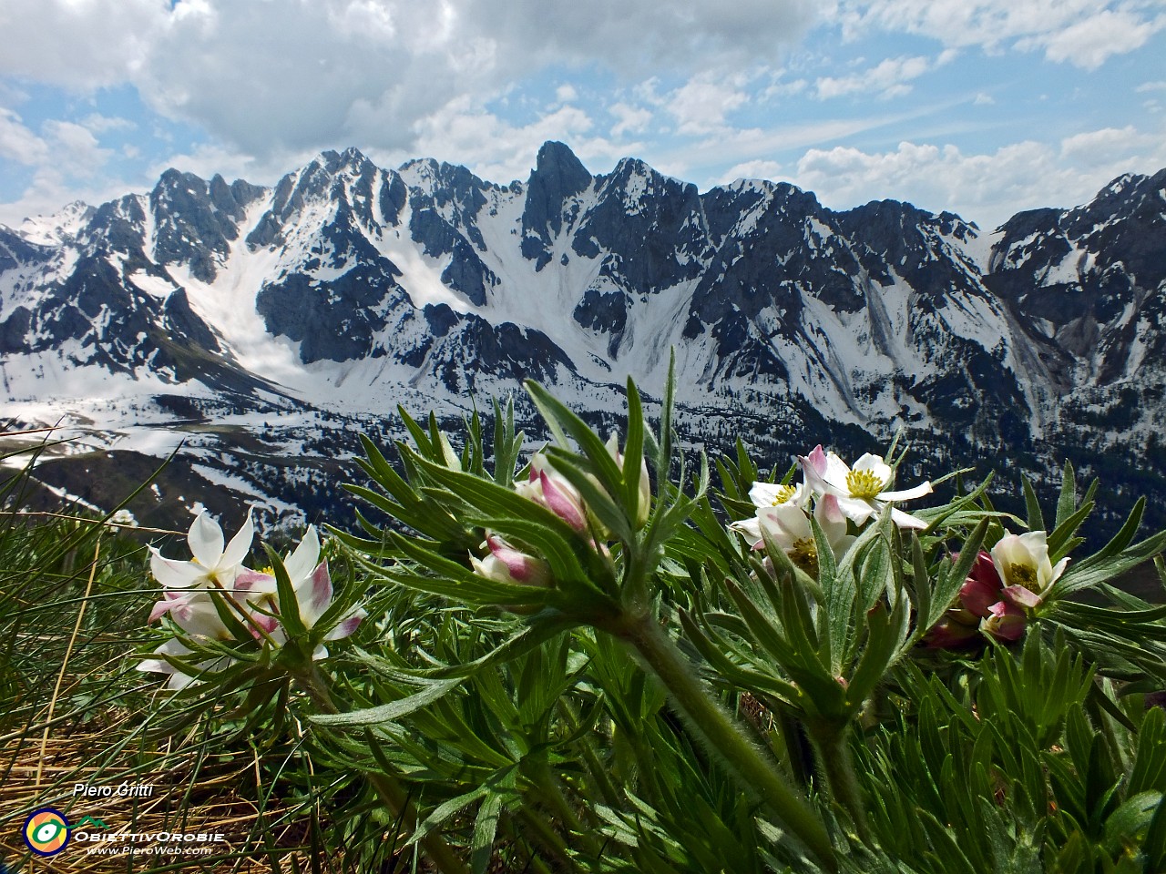 04 Anemone narcissino con vista sulle 'Piccole Dolomiti Scalvine'.JPG